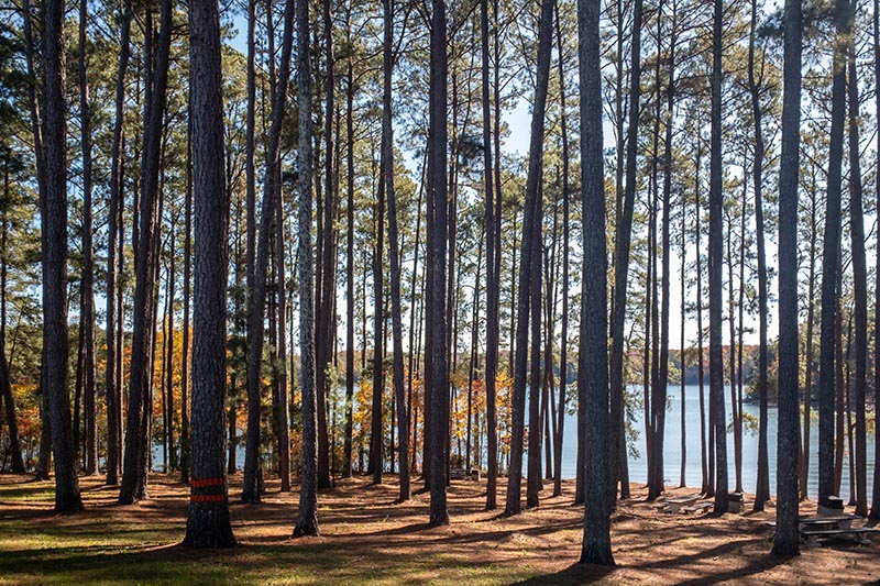 Pine trees on a lake shore in South Carolina.