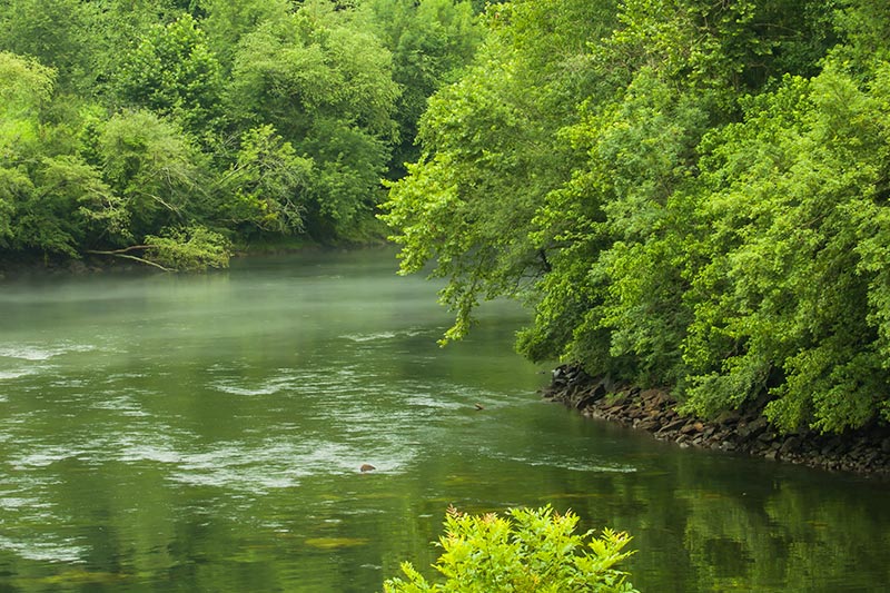 Trees along the banks of the Chattahoochee River beneath the Buford dam in Georgia.