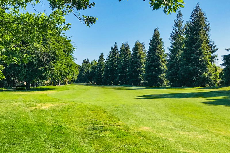 Trees surrounding the golf course at Swallows Nest in Sacramento, California.