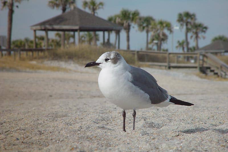 55-communities-on-the-beach-near-jacksonville-55places