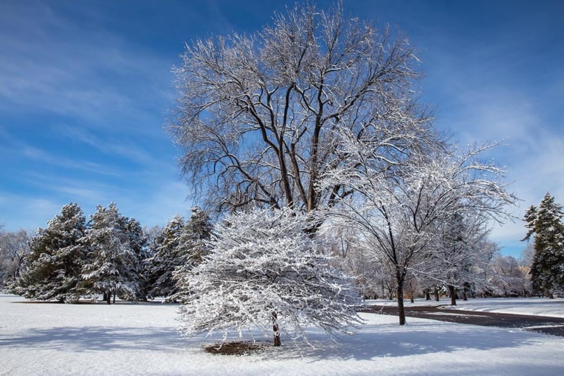 Trees in a snow covered park on a sunny day.