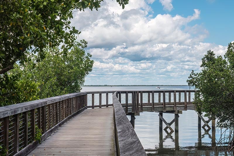 Boardwalk winds through mangrove forest in coastal Florida.