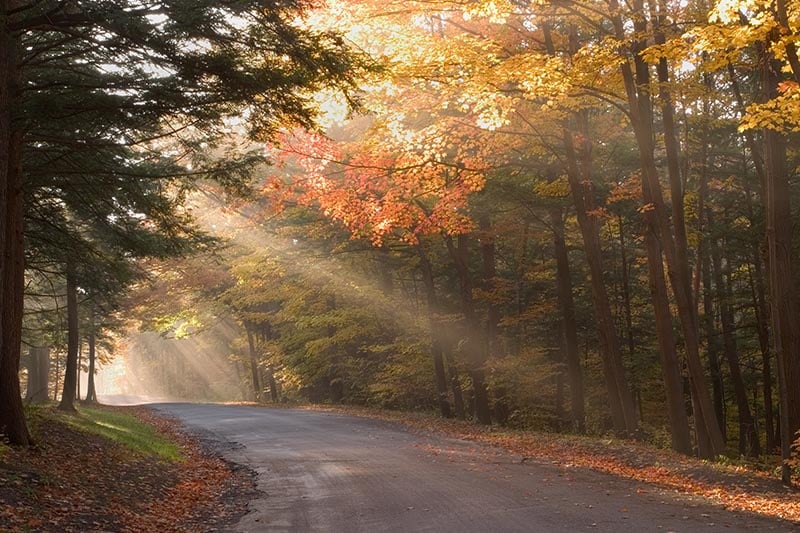 Backlit fog in fall-colored trees on old road.