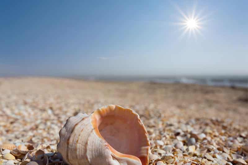 Large seashell on Sanibel Island shell covered beach.