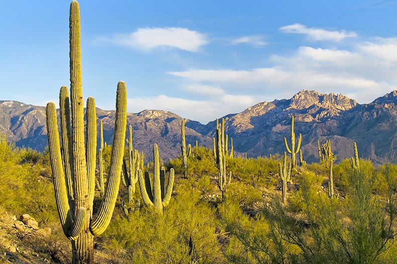 Early evening in the Tucson desert.