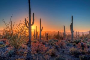 Sunset over the cacti at Saguaro National Park near Tucson, Arizona.