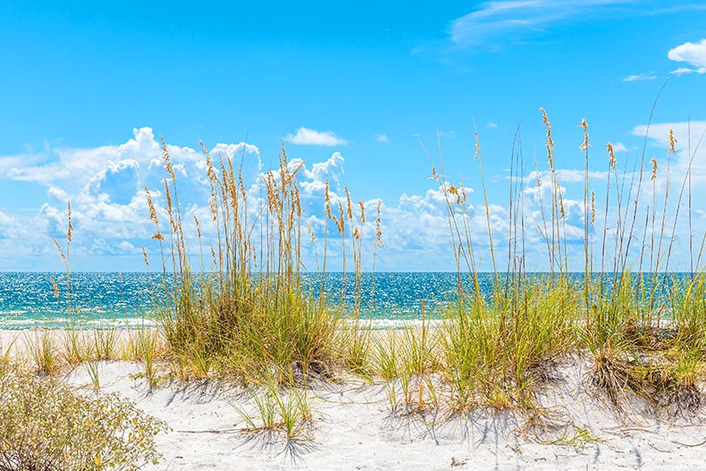 Grass along the sand dunes at St. Pete Beach in Florida.