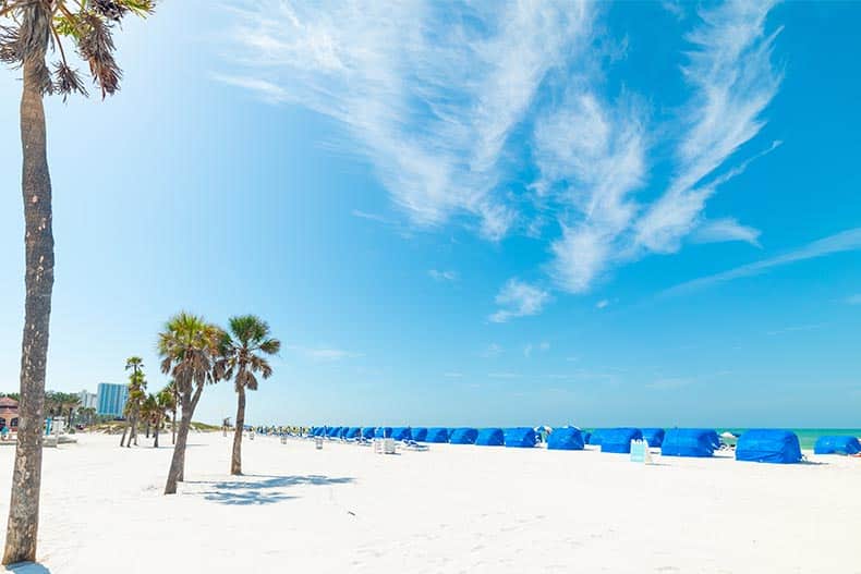 Palm trees on the white sand beach at Clearwater Beach in Florida.