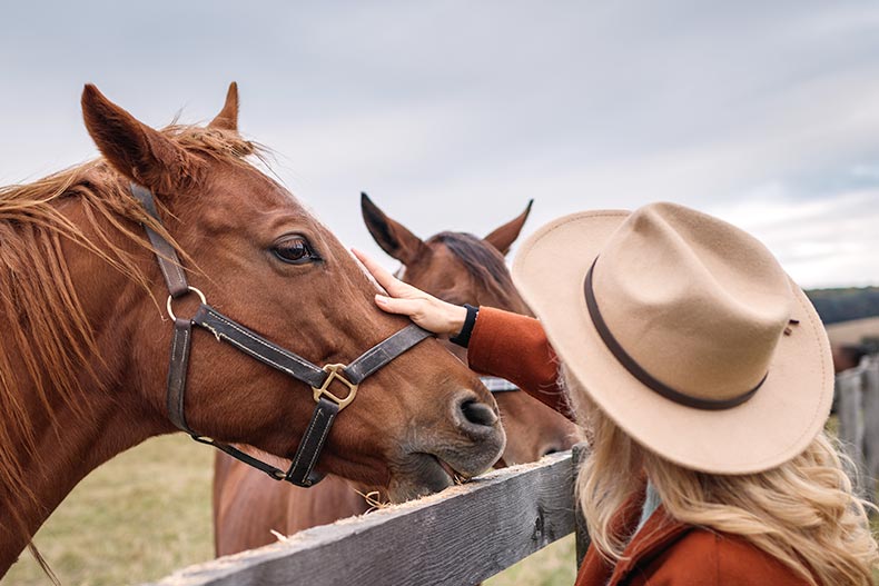 A 55+ woman stroking a thoroughbred horse on a ranch.