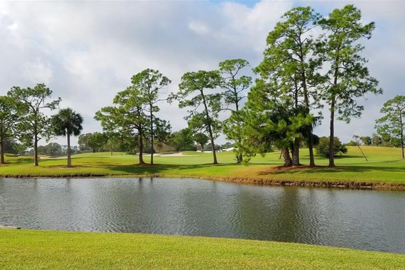 Trees on the grounds of Meadowood in Fort Pierce, Florida.