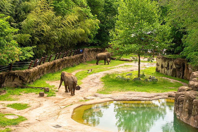 Elephants walk around in their habitat in the Smithsonian National Zoo on a spring day.