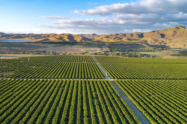 Aerial view of a picturesque olive plantation in Bakersfield, California.