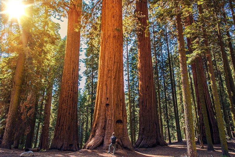 A hiker in Sequoia National Park in Central California.