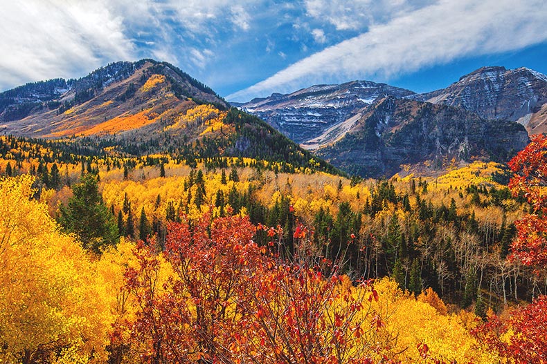 Autumn tree colors in the Mount Timpanogos wilderness along the Wasatch Mountains in American Fork Canyon, Utah.