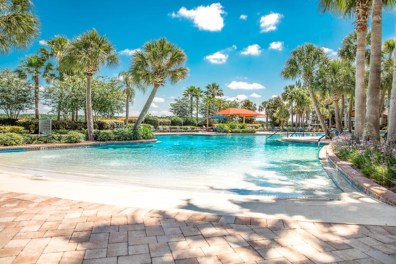 Palm trees surrounding the outdoor resort-style pool at Stone Creek in Ocala, Florida.