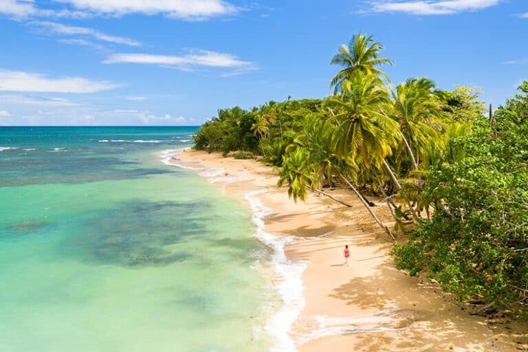 Aerial view of a sandy beach and palm trees in the Caribbean on a sunny day.