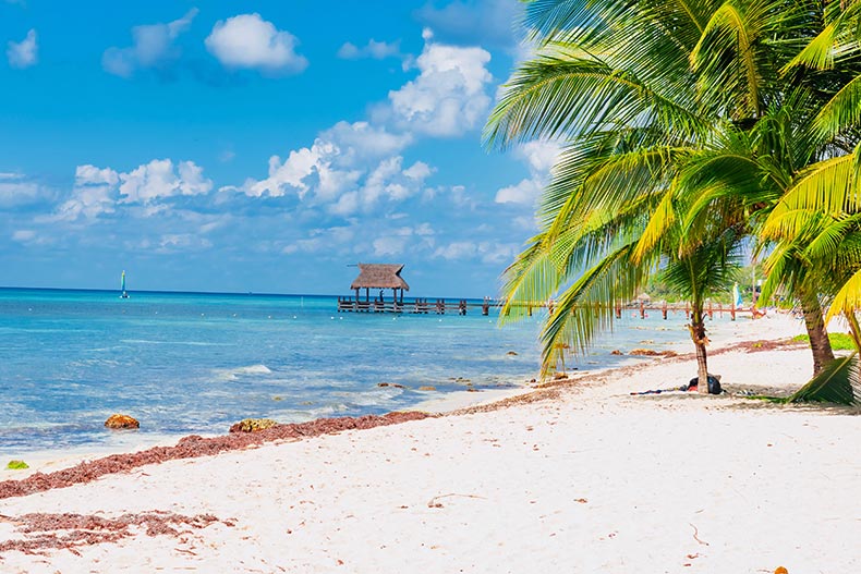 Palm trees beside a pier on the Island of Cozumel in Mexico.