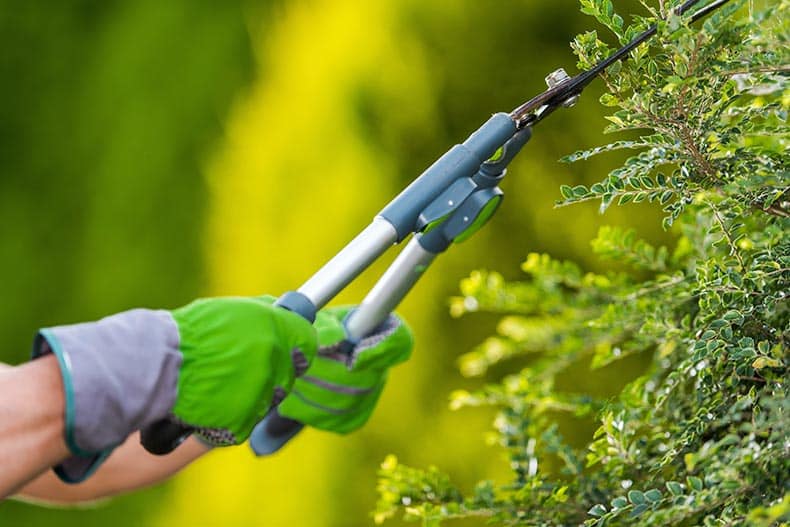 A person with gardening gloves using shears to trim a green bush.