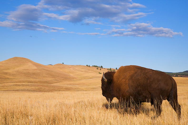 A buffalo walks off into the prairie's rolling hills in Custer State Park in South Dakota's Black Hills.