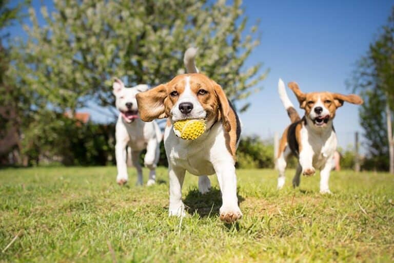 Dogs playing in the park on a sunny day.