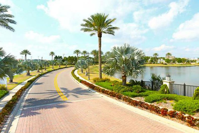 Palm trees lining a road at MiraBay in Apollo Beach, Florida.