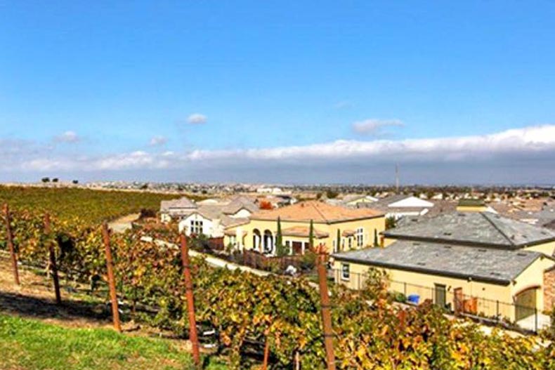 Vineyards surrounding houses at Trilogy at the Vineyards in Brentwood, California.