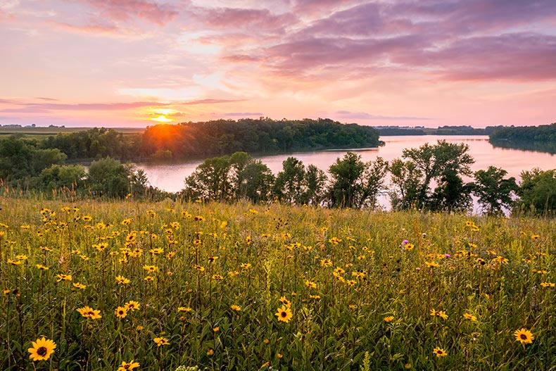 A hill covered in flowers in Minnesota in the summer.