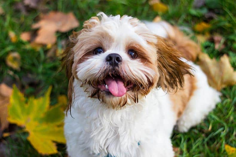 A cute Shitzu puppy in the park.