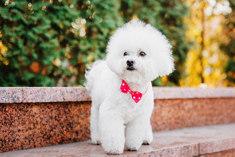 A Bichon Frise dog with a bowtie posing on a step outside.