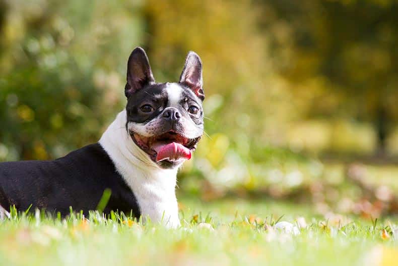 Boston terrier posing in the park in the green grass.