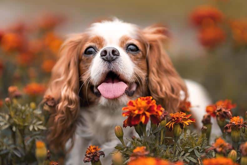 A cute cavalier king charles dog with its tongue out among orange flowers.