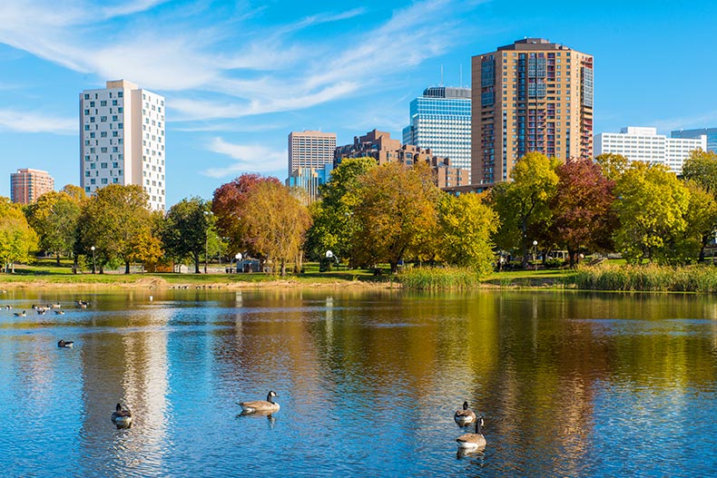 Canadian Geese on the lake in Loring Park in Minneapolis, Minnesota.