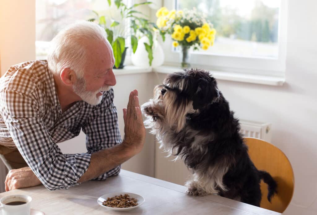 55+ adult man plays with dog at his table, one of the top breeds for retirees.