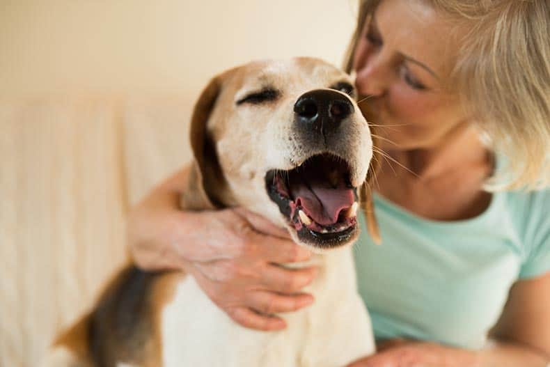 A 55+ woman giving her yawning dog a kiss at home.