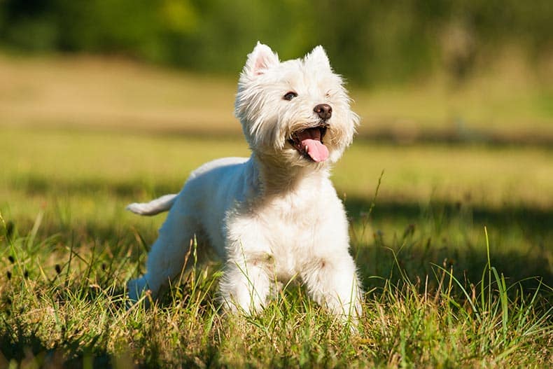 A west highland white terrier in a summer meadow.