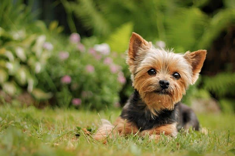 A Yorkshire Terrier puppy sitting on the grass in the park.