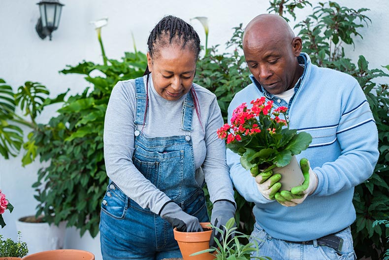 A 55+ man and woman doing gardening together outdoors and transplanting the plants.