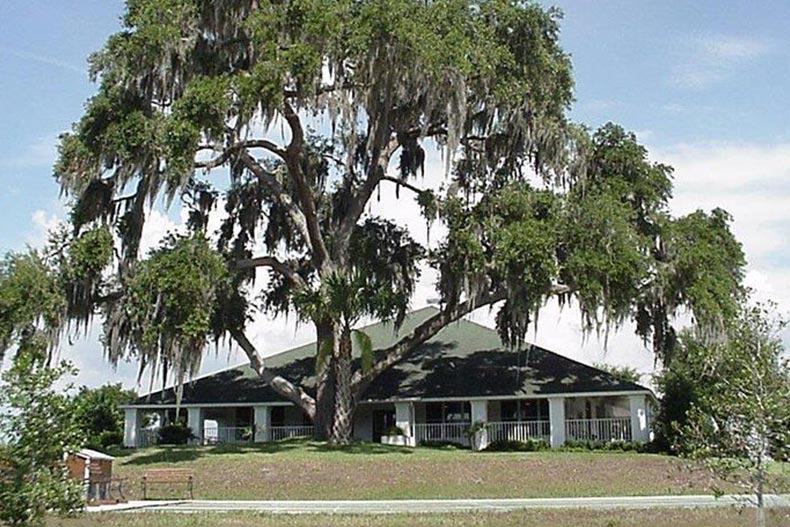 A large tree on the grounds of Arbor Lakes in Hernando, Florida.