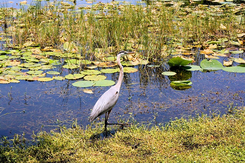 A bird beside Lake Griffin in Leesburg, Florida.