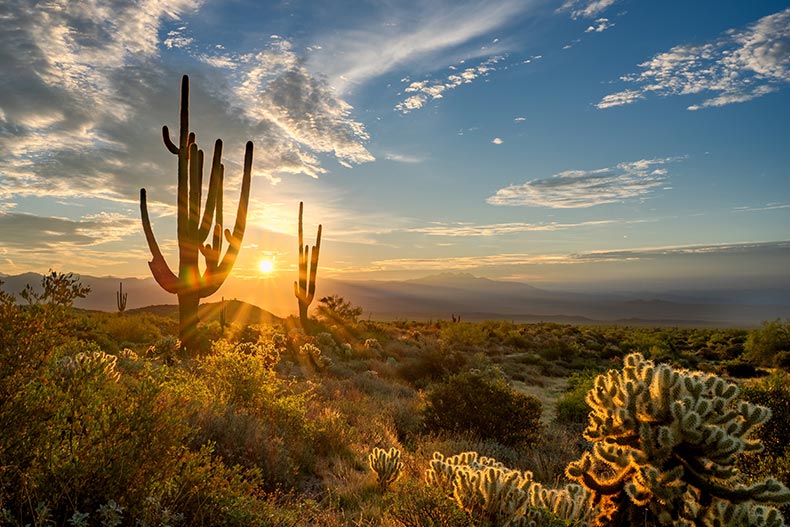 Saguaro National Park and New Friends - Tiny Shiny Home