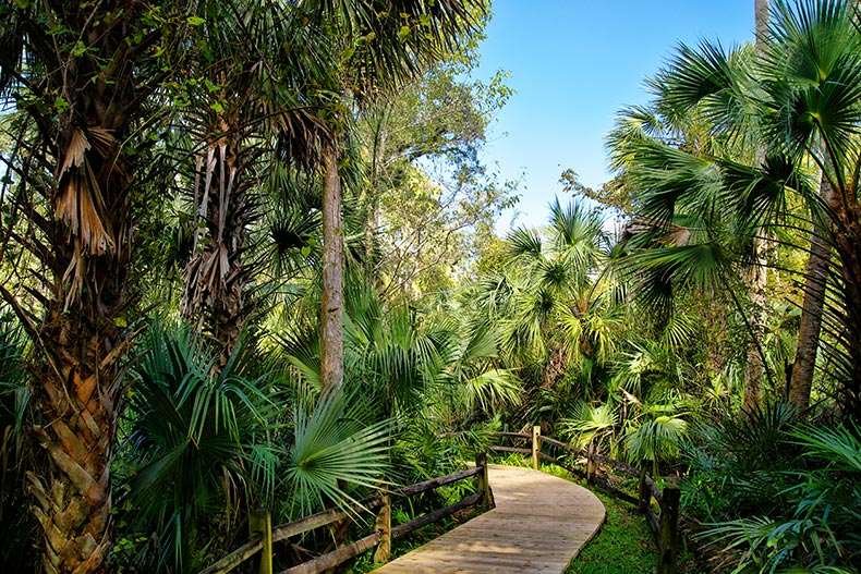 A wooden boardwalk in the Ocala National Forest.
