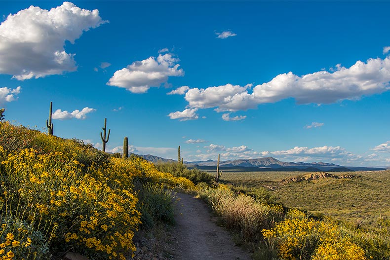 A scenic hiking trail in North Scottsdale, Arizona with expansive views and desert wild flowers.