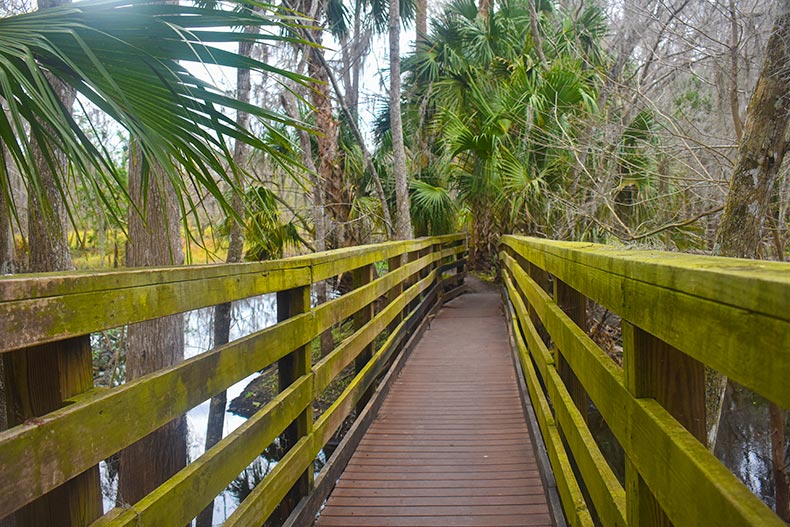 Wooden boardwalk among palm trees in Black Bear Wilderness Area in Sanford, Florida.