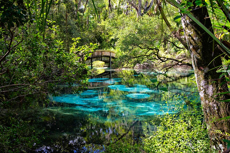 An arched wooden footbridge over the blue water in a tropical forest in Juniper Springs, Florida.