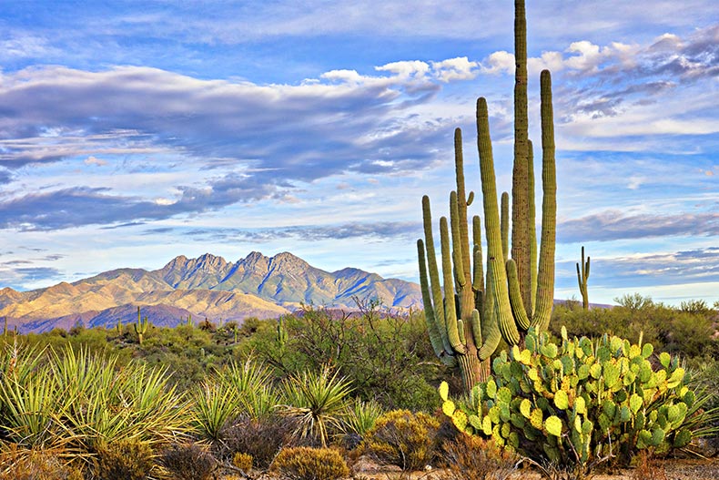 Saguaro and Four Peaks near Phoenix, Arizona.