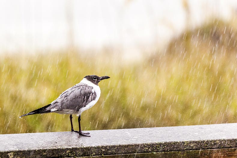 A seagull in heavy rain perched on a pier.