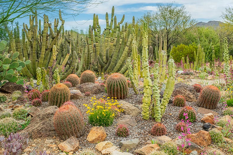 The Sonoran Desert outside of Tucson, Arizona including multiple types of cacti and desert wildflowers.