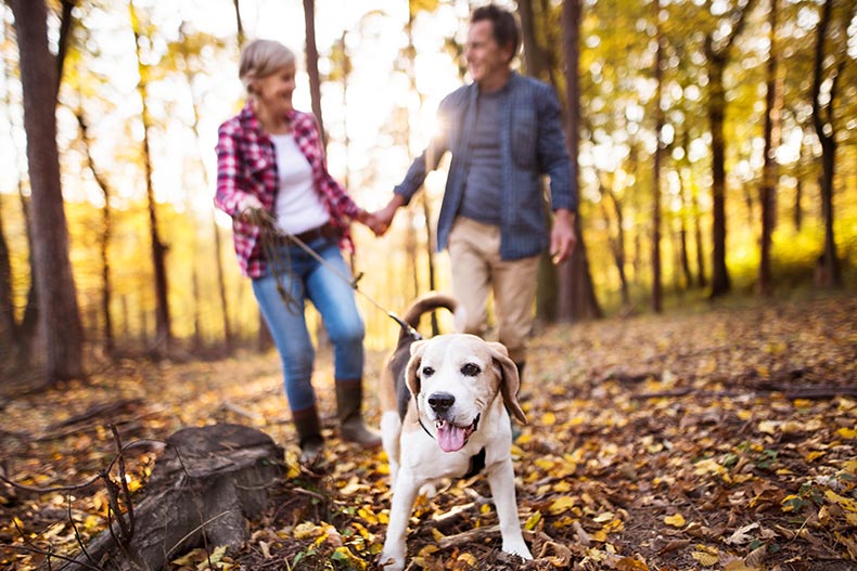 Senior couple with dog on a walk in an autumn forest.