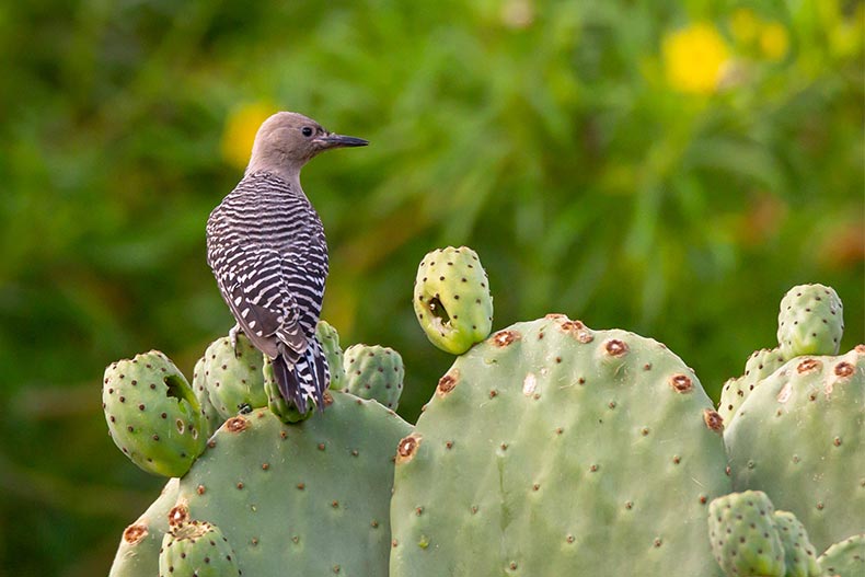 A single woodpecker perched upon a prickly pear cactus in Arizona.