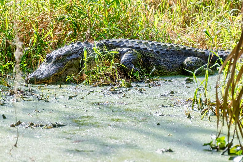 American Florida Alligator sunning in a swamp at Circle B Bar Reserve in Lakeland, Florida.